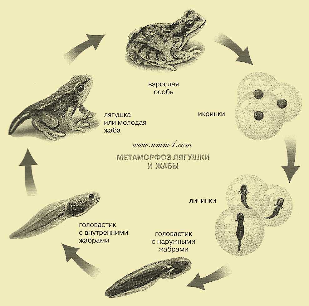 Развитие головастика земноводных. Схема онтогенеза лягушки. Схема развития лягушки 3. Схема развития лягушки 3 класс окружающий мир. Стадии размножения лягушки.
