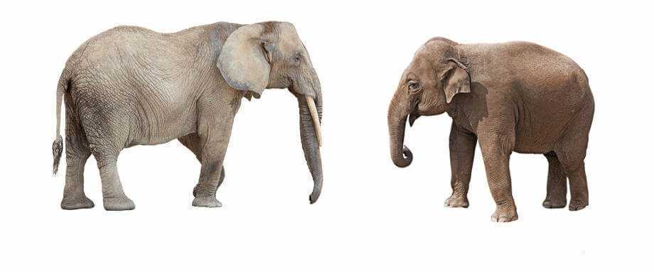 Азиатский слон: характеристика, среда обитания, размножение - наука - 2022