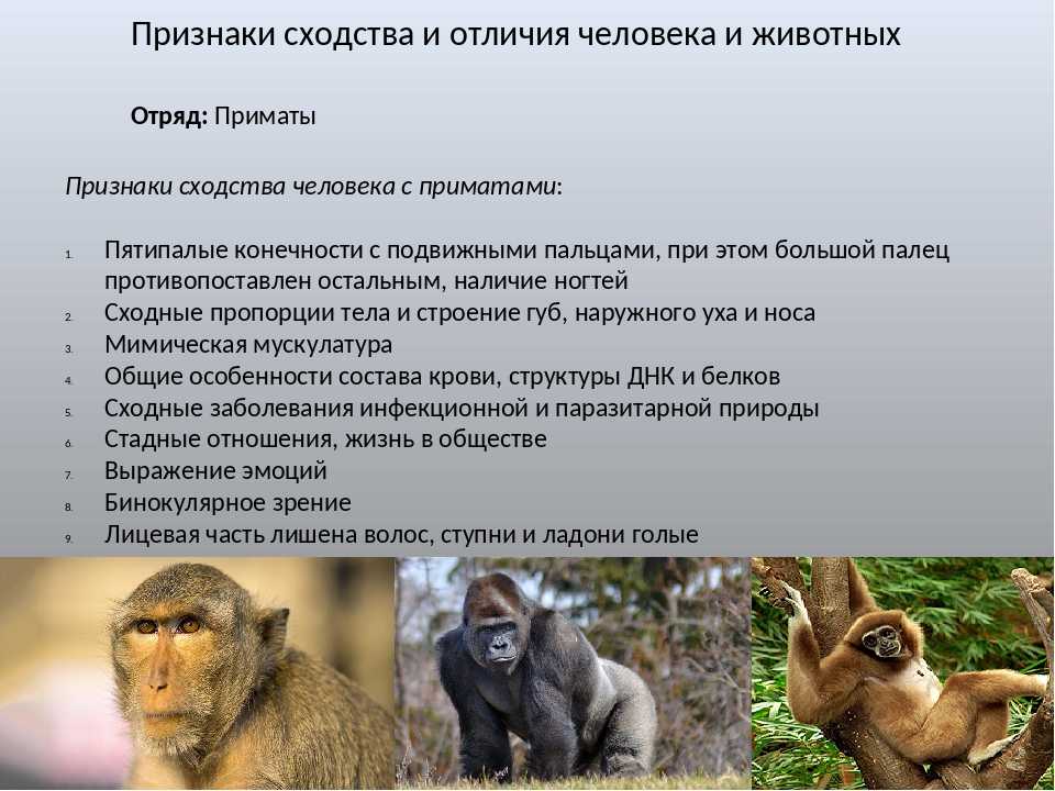 Деятельность человека и животного сходства. Отряд приматы характеристика человека. Признаки отряда обезьяны. Особенности отряда приматы. Приматы отряды млекопитающих.
