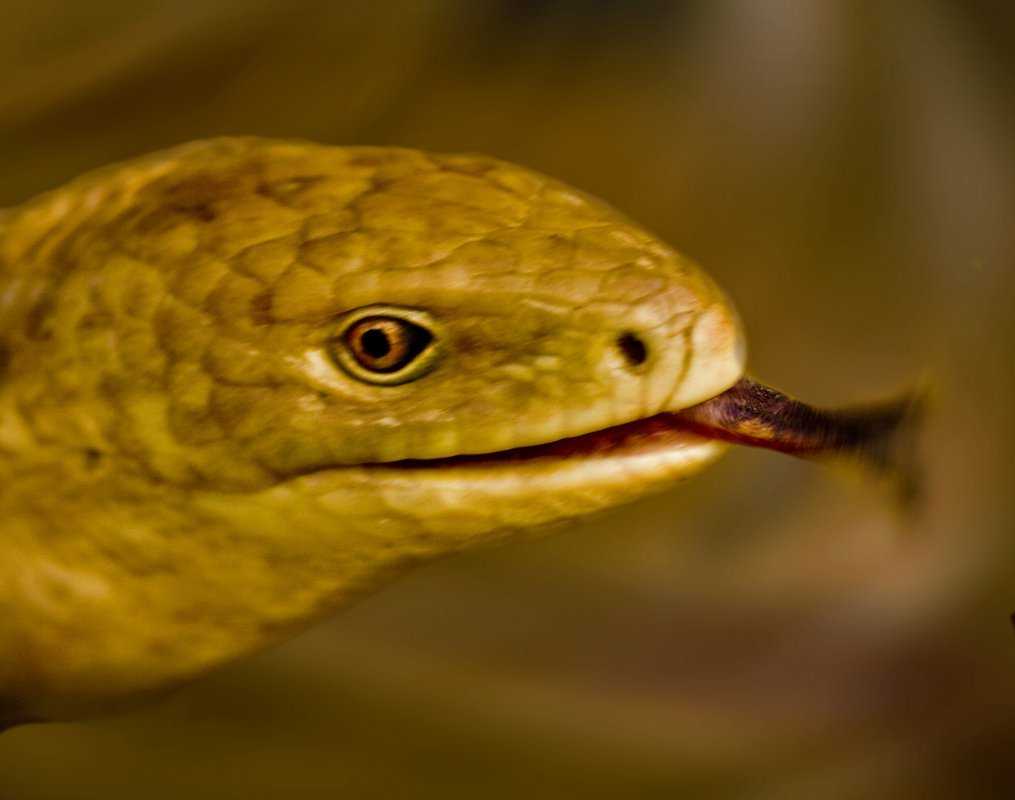 Ящерица – древняя рептилия