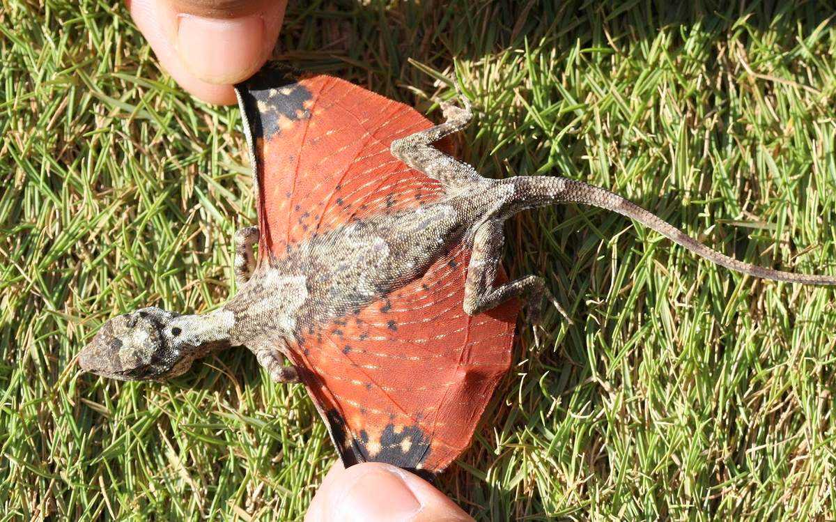 Летучая ящерица дракон — среда обитания, описание, особенности поведения
