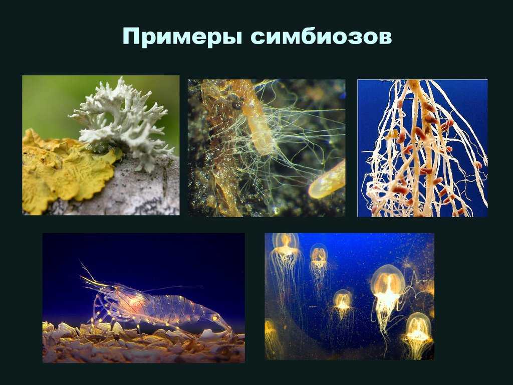 Симбиоз морских микробов - marine microbial symbiosis - abcdef.wiki