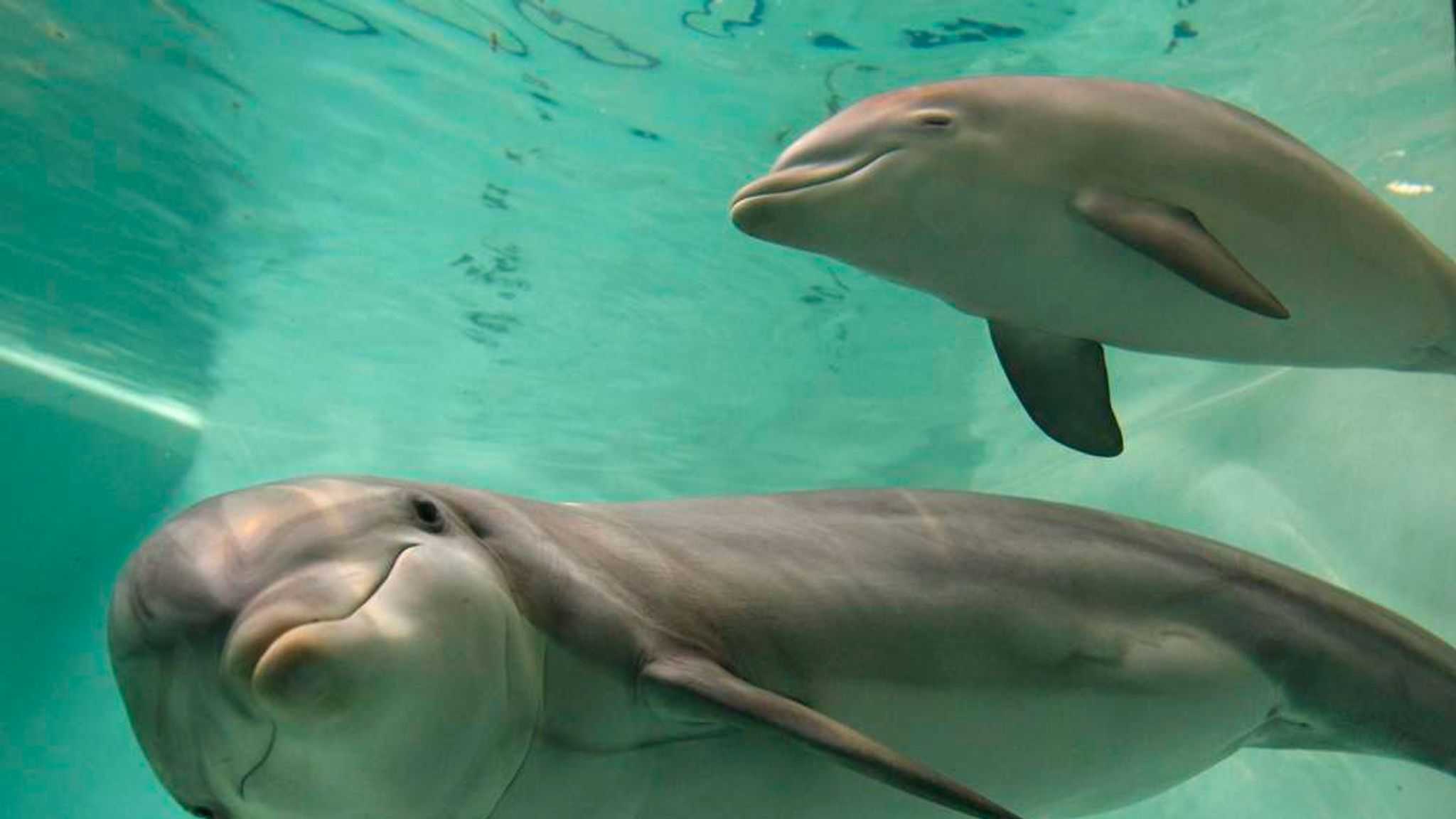 Как спит дельфин: интересные факты и фото :: syl.ru