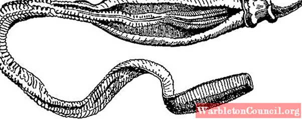 Большой международный научный коллектив получил полные геномные последовательности двух представителей класса кишечнодышащих тип полухордовые: Saccoglossus kowalevskii и Ptychodera flava, а также транскриптомы еще нескольких видов полухордовых, иглокожих