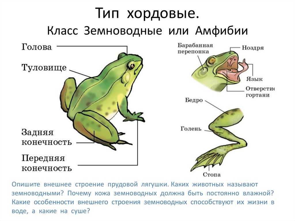 Может ли днк саламандры помочь в восстановлении потерянных конечностей человека? - hi-news.ru