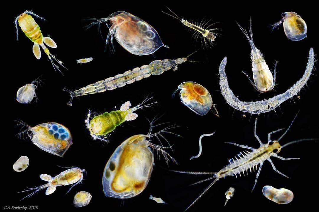 Всё есть везде, но среда отбирает — это правило, хорошо известное микробиологам, в значительной мере справедливо и по отношению к морским планктонным водорослям К такому выводу пришли недавно исследователи на основе сравнительного анализа видового состава