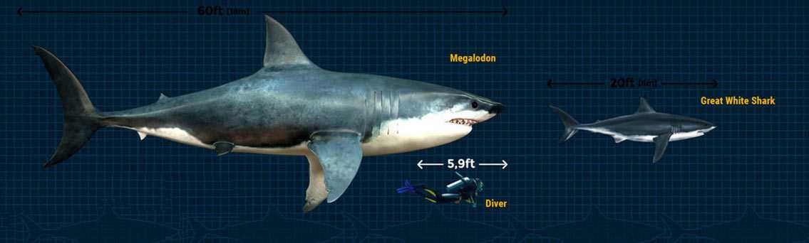 Большая белая акула: описание, где обитает, сколько весит