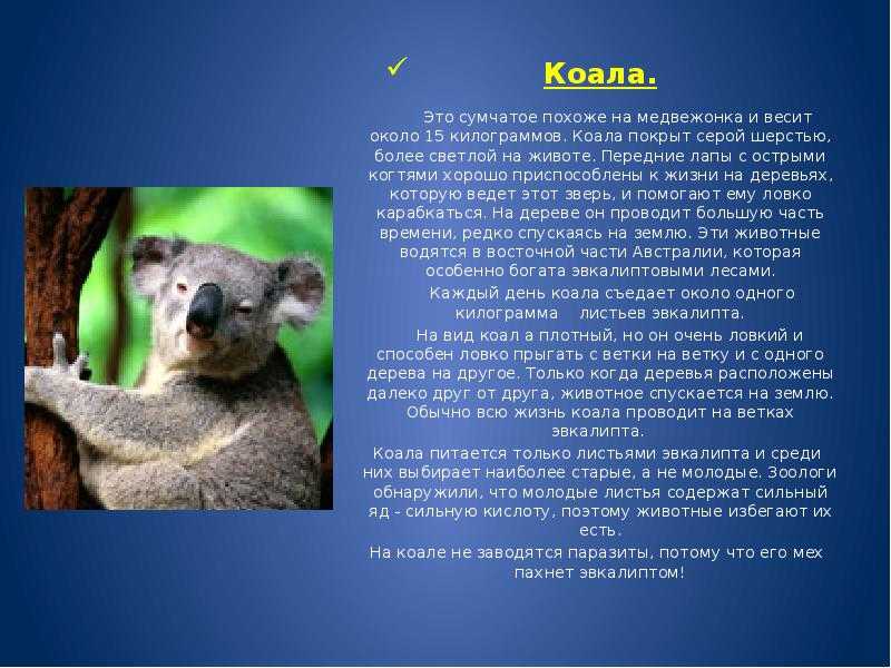 Сообщение о коале. Коала. Информация о коале. Коала описание. Рассказ о коале.