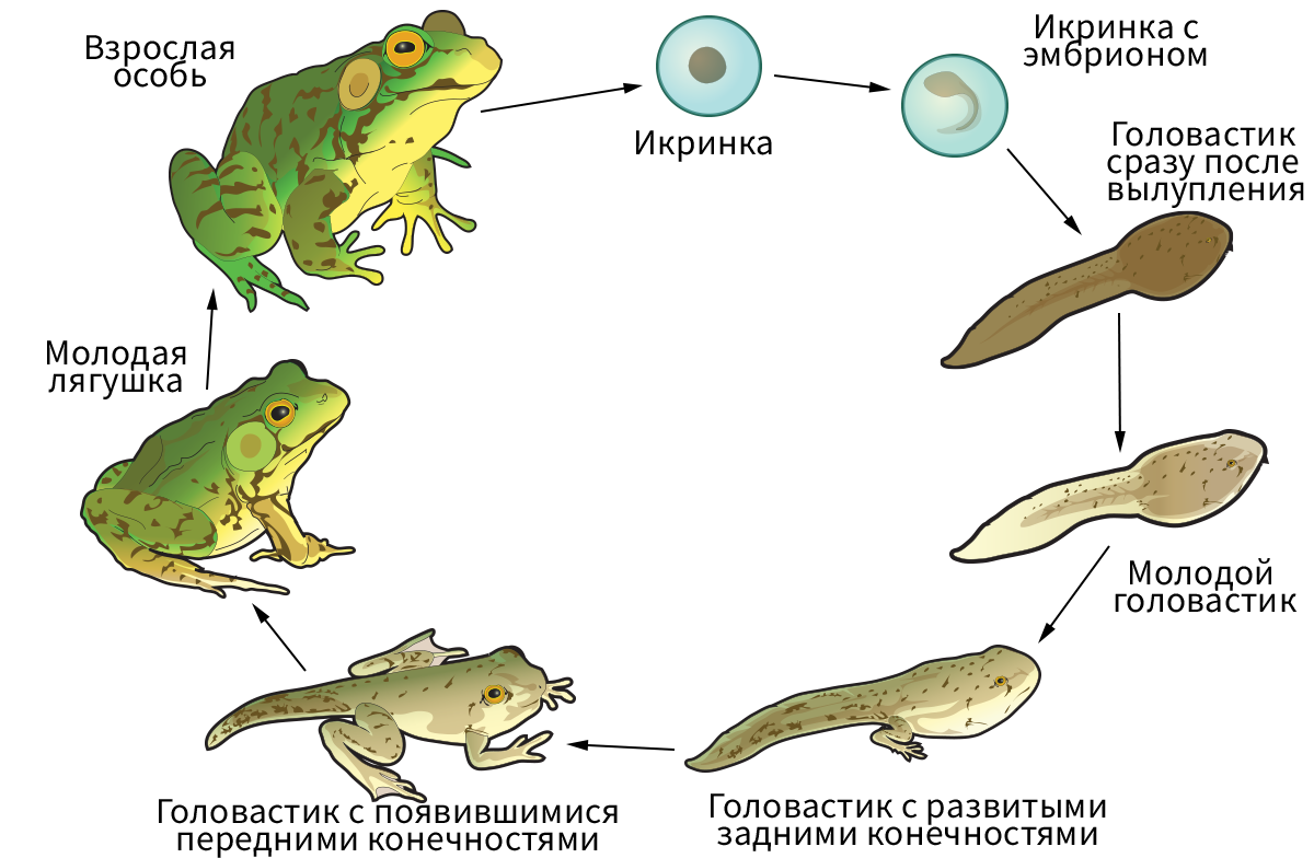 Тип развития характерный для лягушек. Жизненный цикл земноводных этапы развития. Стадии развития головастика лягушки. Земноводные цикл развития схема. Размножение лягушки схема.