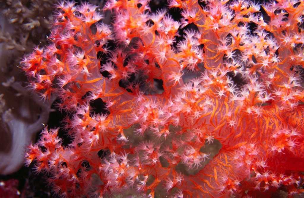 Искусственный коралл может спасти большой барьерный риф