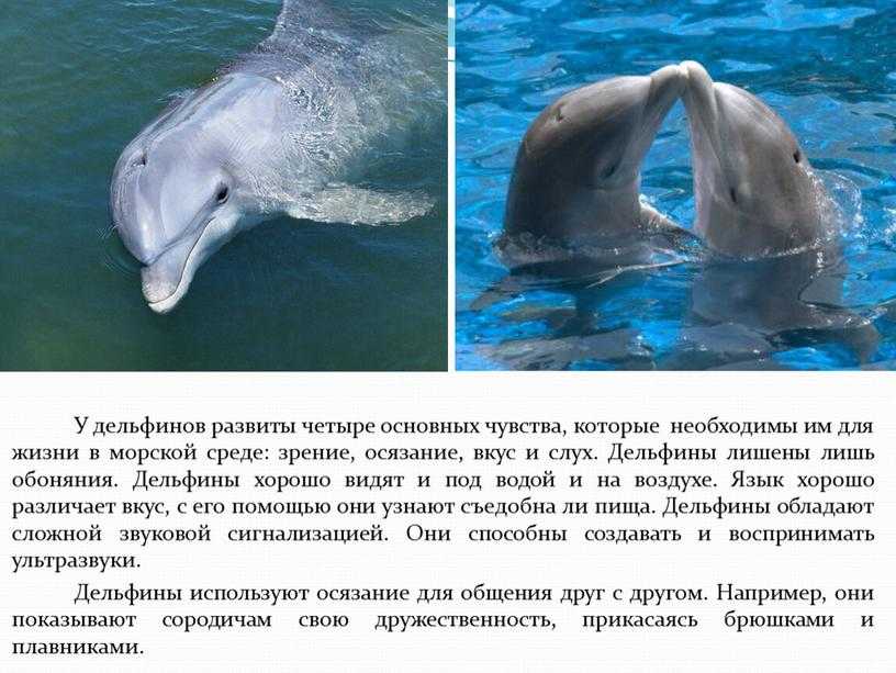 Дельфин живет в воде. Язык дельфинов. Интересные факты о дельфинах. Дельфин описание. Интересное о дельфинах для детей.