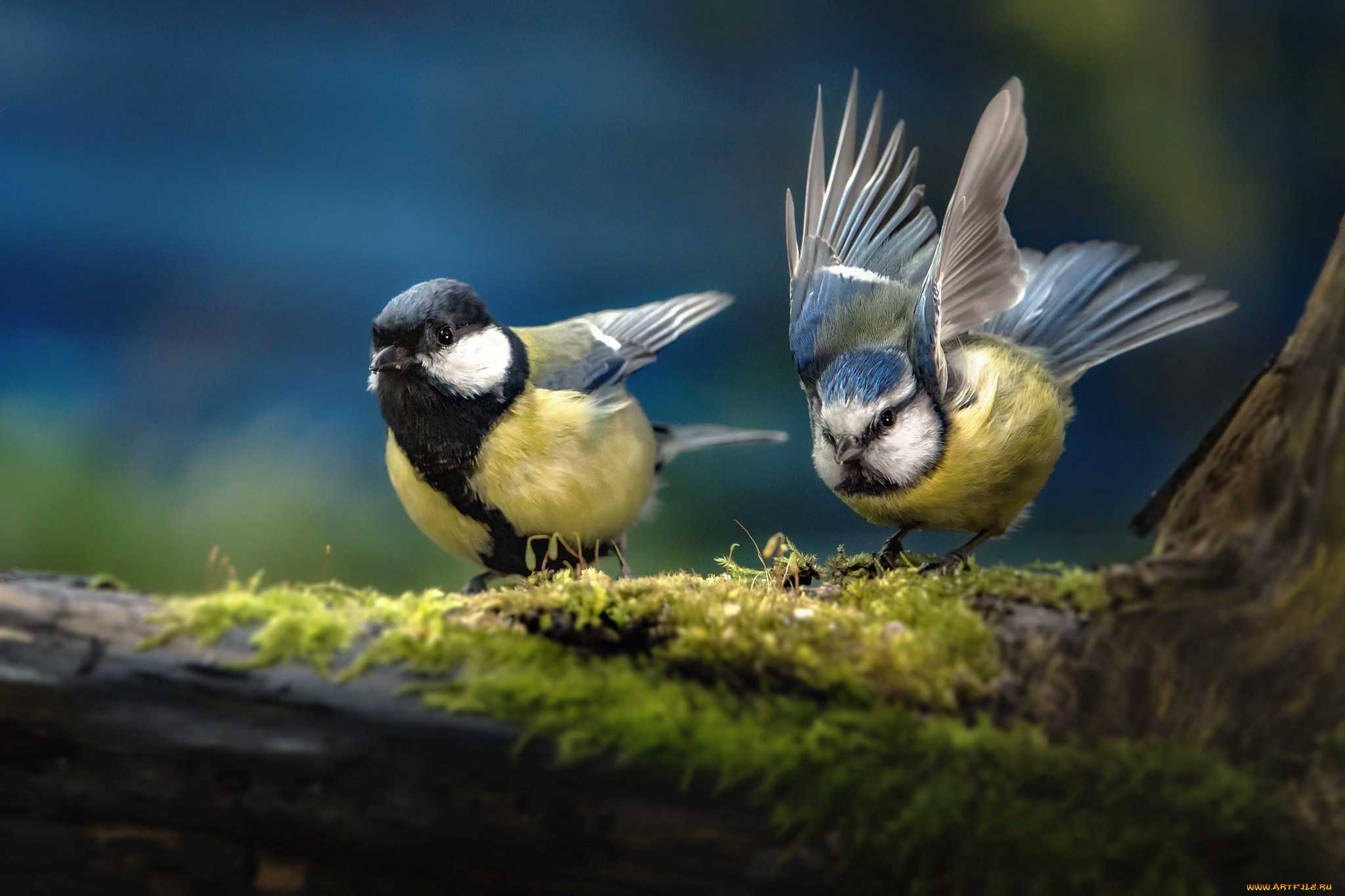 Синицы улетают на юг или нет — перелетные птицы или оседлые