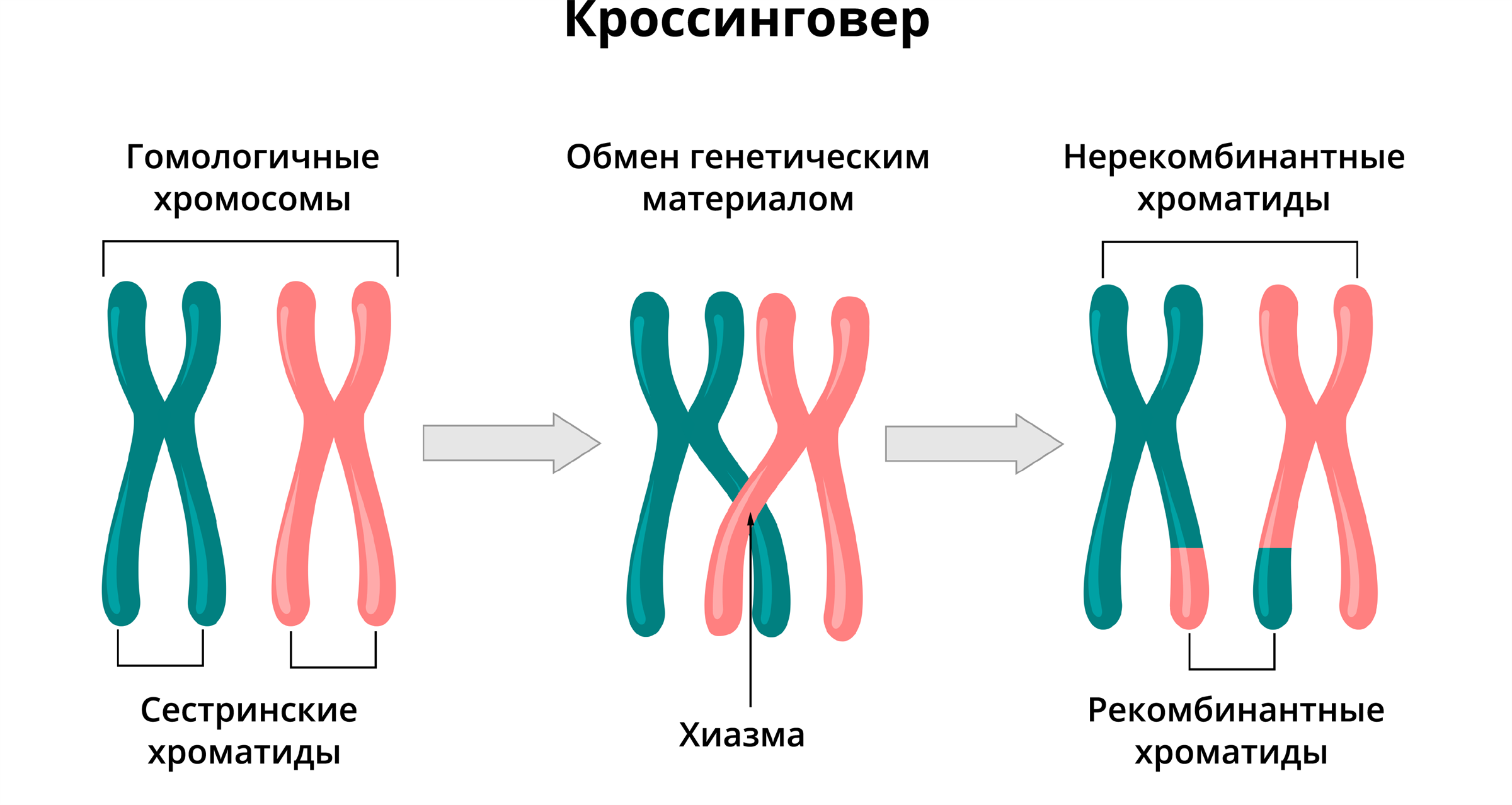 Конъюгация гомологичных хромосом в мейозе 1. Схема кроссинговера биология. Схема кроссинговера при мейозе. Схема конъюгации хромосом. При мейозе расхождение гомологичных хромосом происходит в