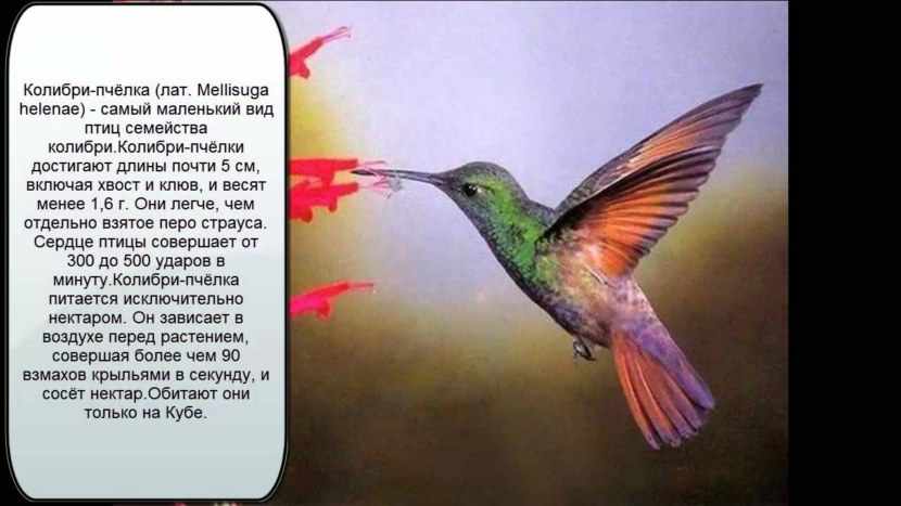 Колибри: описание внешнего вида и сколько она весит, где живёт птичка и чем питается