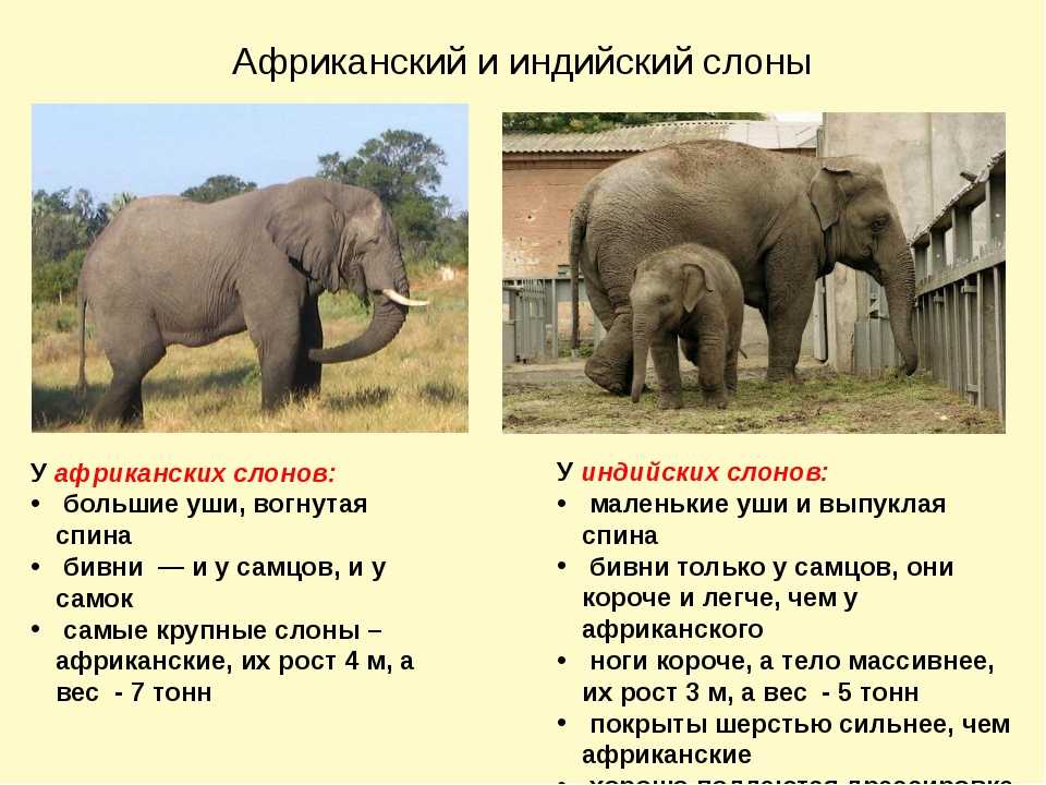 Африканский и индийский слон: как можно отличить? фото :: syl.ru