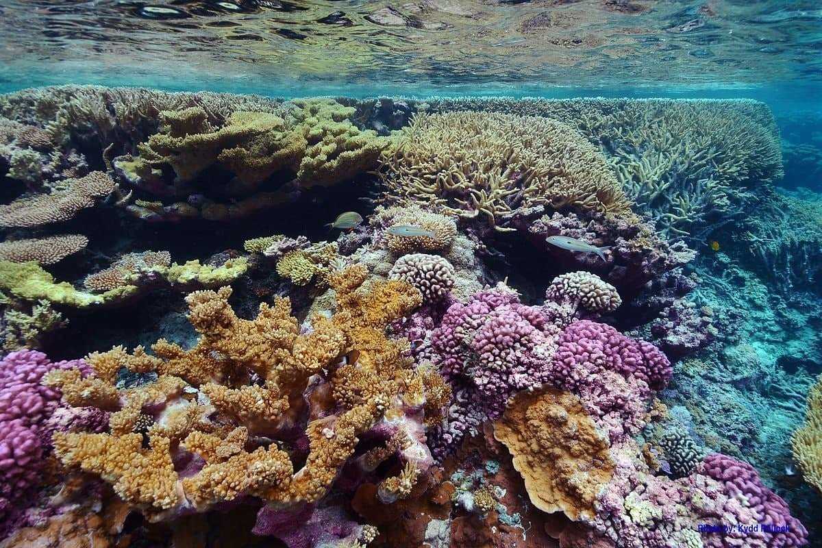 Обесцвечивание кораллов: что это, причины и последствия