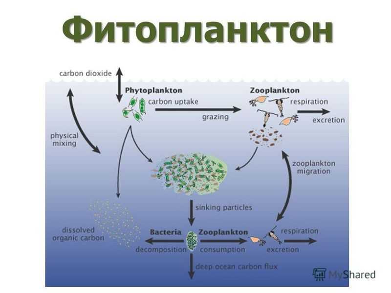 Фитопланктон и зоопланктон кто ими питается. органогенные постройки морей, их роль в осадконакоплении