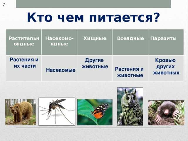 Чем питаются лягушки: хищные они или травоядные?