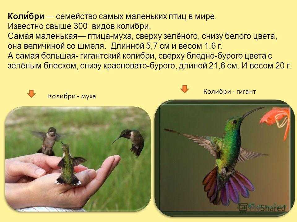 Колибри (50 фото) - описание птицы, чем питается и где обитает