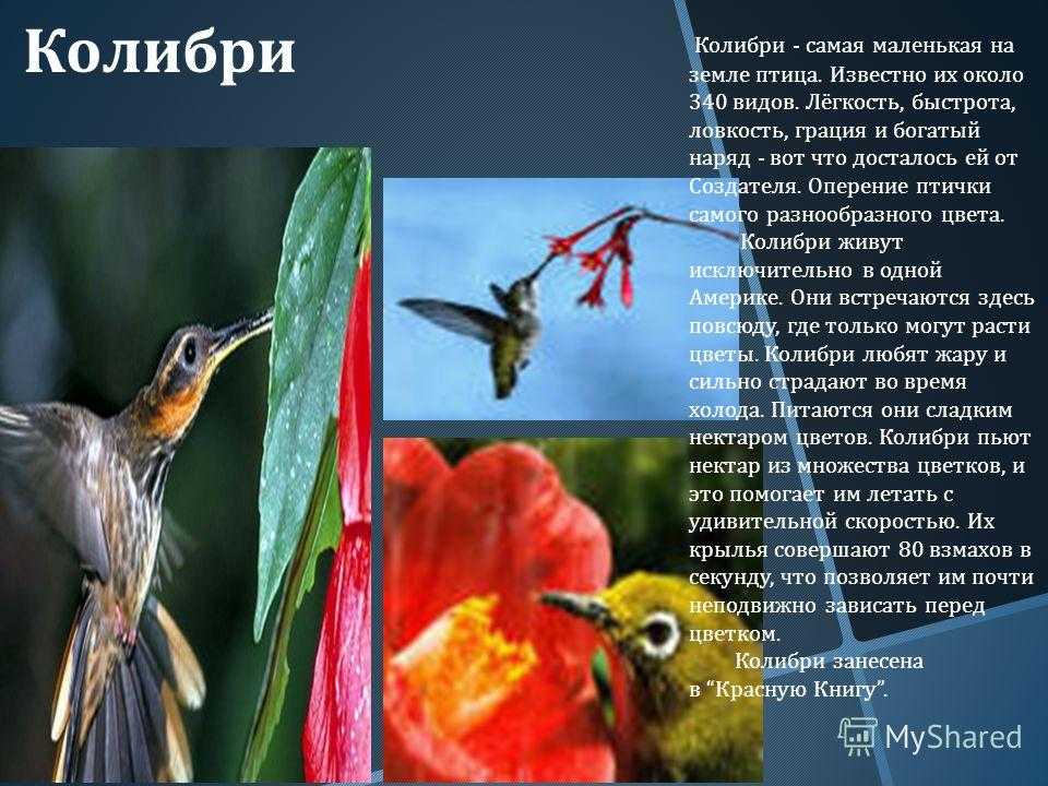 Колибри птица - родина и размер птички, как она выглядит, чем питается