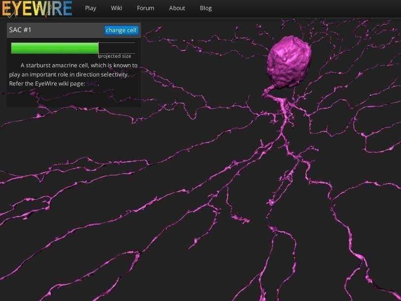 Eyewire eterna основанная на человеке вычислительная игра neuron brain mapping, eyewire, игра, текст png | pngegg