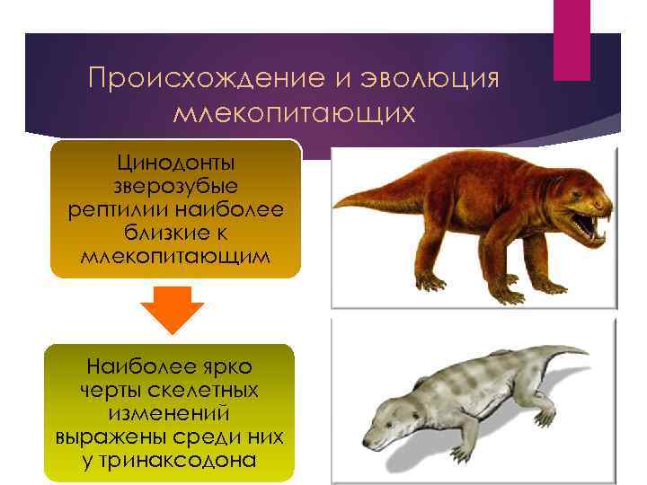 Черты сходства и различия млекопитающих и пресмыкающихся. Отряд зверозубые рептилии. Зверозубые рептилии черты. Происхождение млекопитающих. Эволюция млекопитающих.
