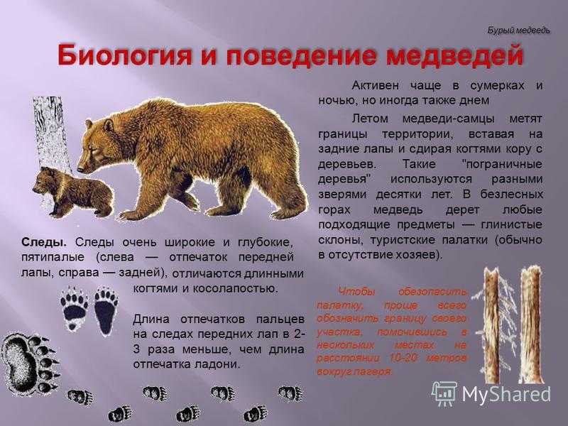 Почему 2 медведя. Описание Бурава медведя. Описание медведя. Бурый медведь характеристика. Рассказ про бурого медведя.