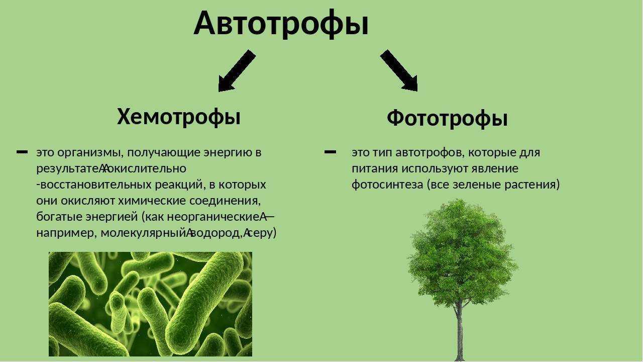 Процесс фотосинтеза, организмы, типы, факторы и функции