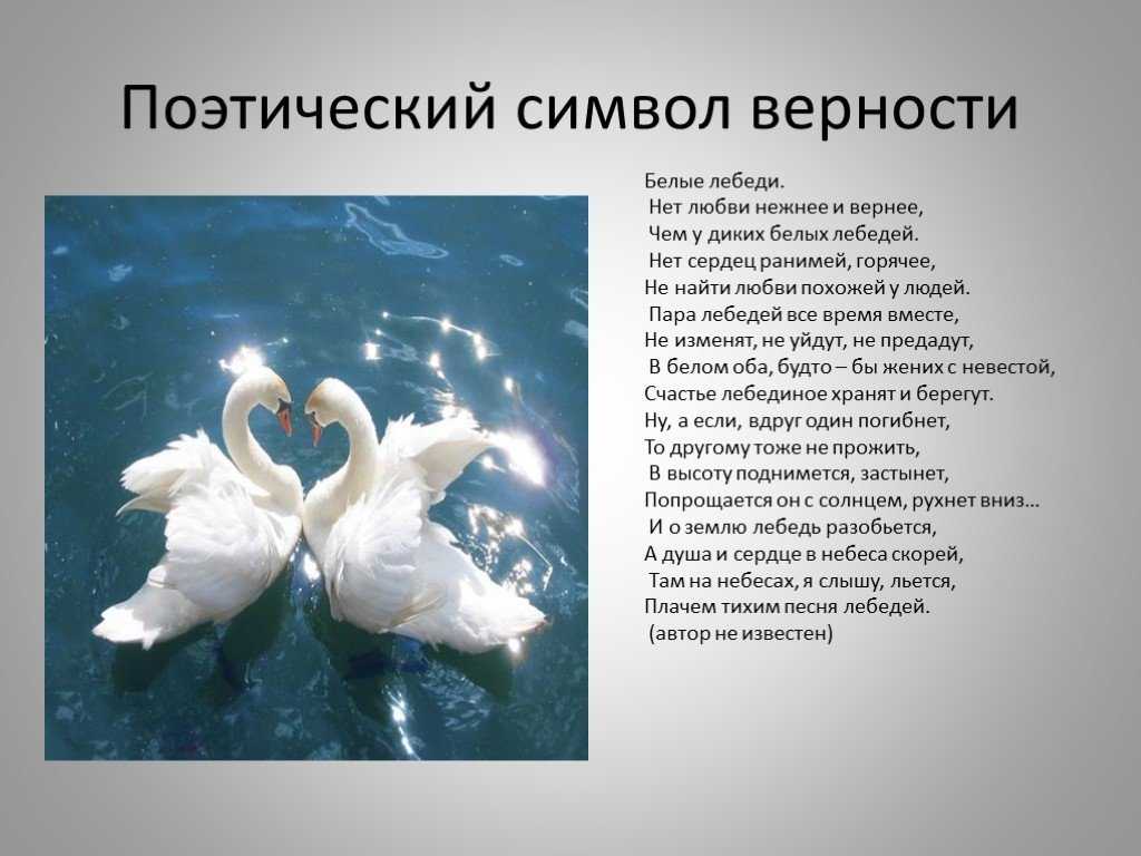 Произведение от всего сердца. Лебединая верность стихи. Стихи протлебединую верность. Пара лебедей. Лебеди символ любви и верности.