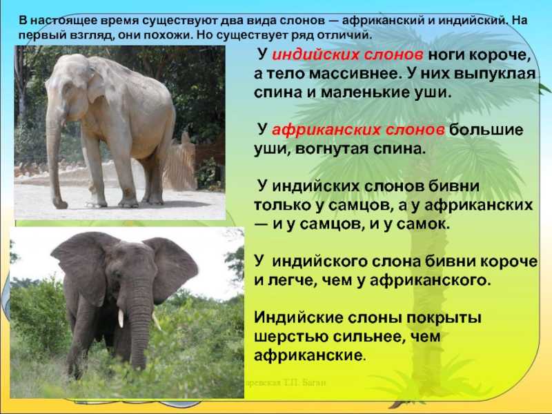 Индийский и африканский слон: отличия и есть ли разница, сравнение животных