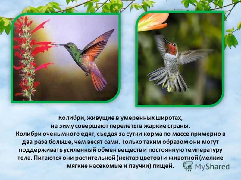 Птица колибри: 90 фото, основные враги, питание и видео полета колибри