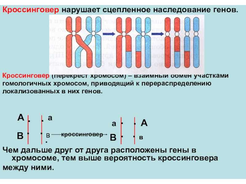 Генетическая уникальность: учёные обнаружили различие ряда белков днк человека и животных — рт на русском
