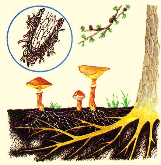 У каких деревьев существует симбиоз с грибами