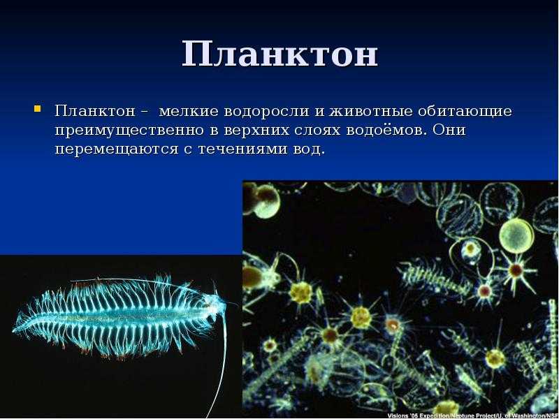 Одноклеточные планктонные водоросли [1978 виноградов а.к. - как пополнить кладовые нептуна?]