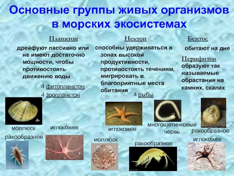 Характеристика планктона, виды, кормление и размножение