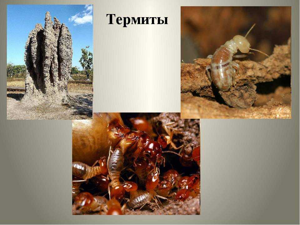 Термиты: это вам не муравьи! | интересные факты о термитах и насекомых