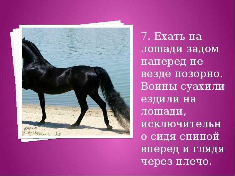 Статусы со смыслом про лошадей