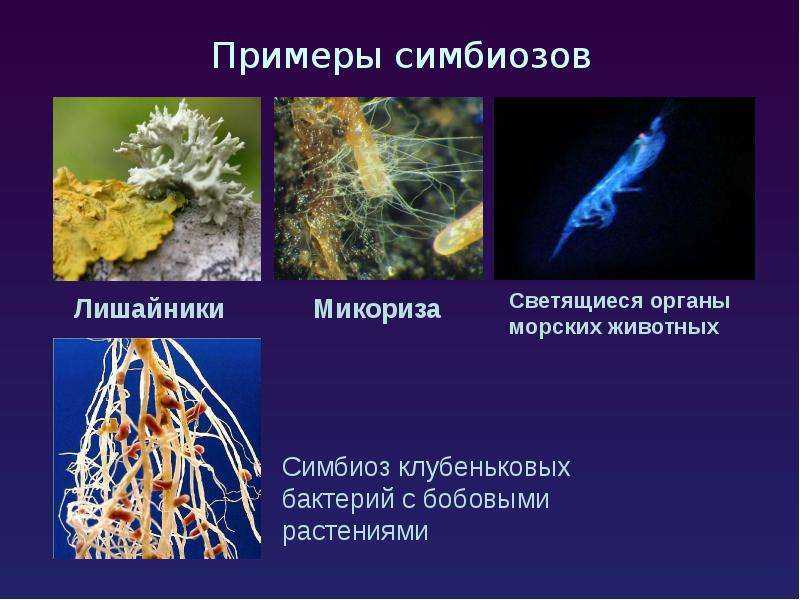 Одни разновидности светящейся бактерии Vibrio fischeri живут в симбиозе с рыбами, другие — с кальмарами, причем способность заселять светящиеся органы кальмаров определяется одним-единственным бактериальным геном По-видимому, бактерия сначала жила в содру