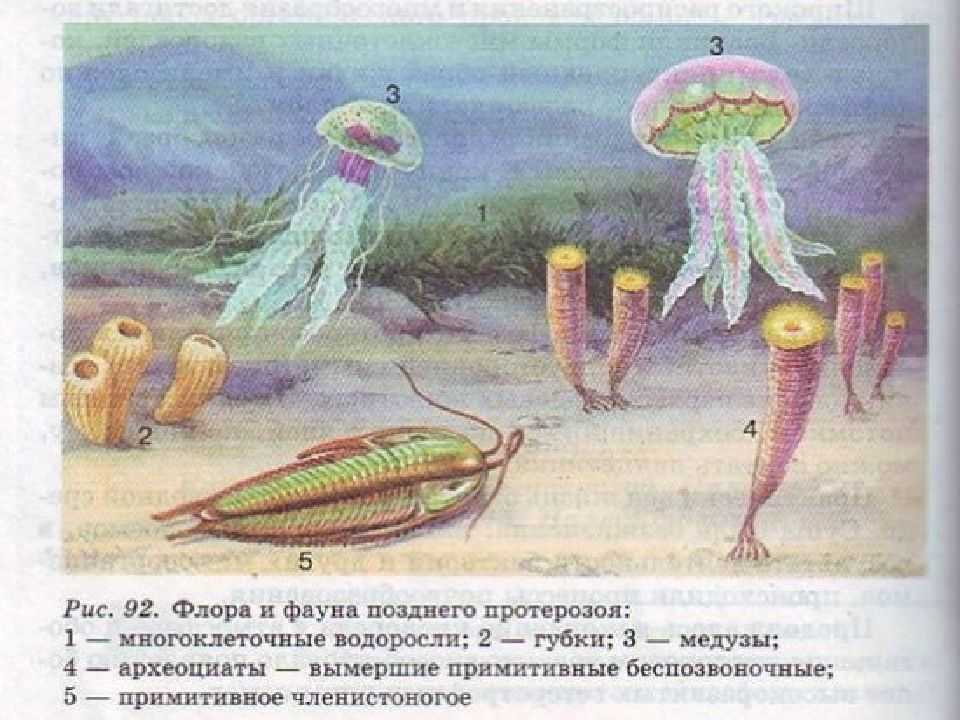 Эдиакарский период на сайте игоря гаршина. эдиакарская фауна. век медуз
