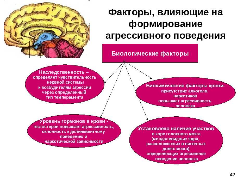 Презентация на тему "структурно-функциональное развитие мозга"
