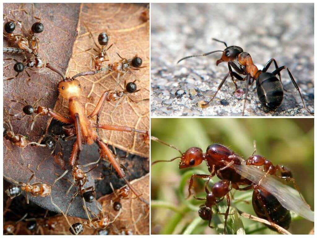 Как прогнать рыжих муравьев из сада и дома: действенные народные методы