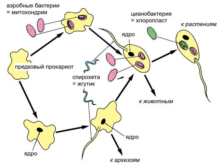 Симбиогенез - symbiogenesis