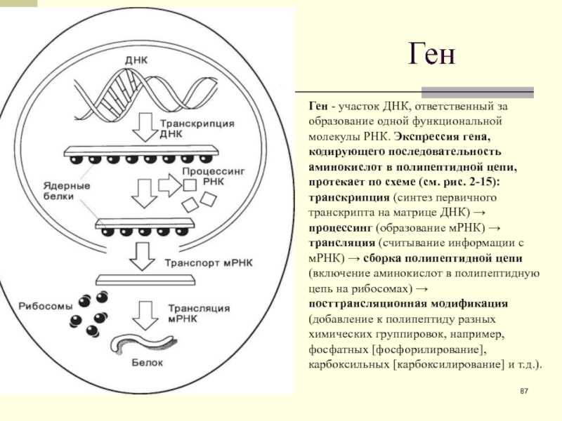 Определение последовательности аминокислот в первичной структуре синтезированного белка по кодогенной цепи днк 