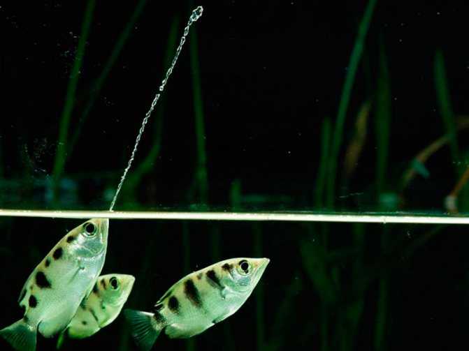 Раскрыт секрет, почему рыбка брызгун так сильно и метко плюется водой