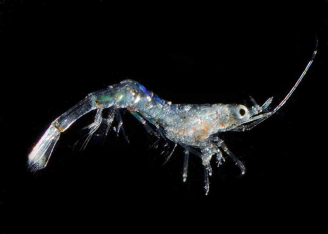 Характеристика планктона, виды, кормление и размножение / биология | thpanorama - сделайте себя лучше уже сегодня!