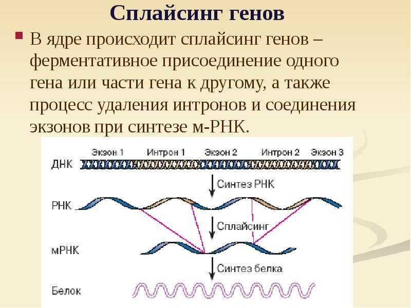 Генетическая уникальность: учёные обнаружили различие ряда белков днк человека и животных — рт на русском