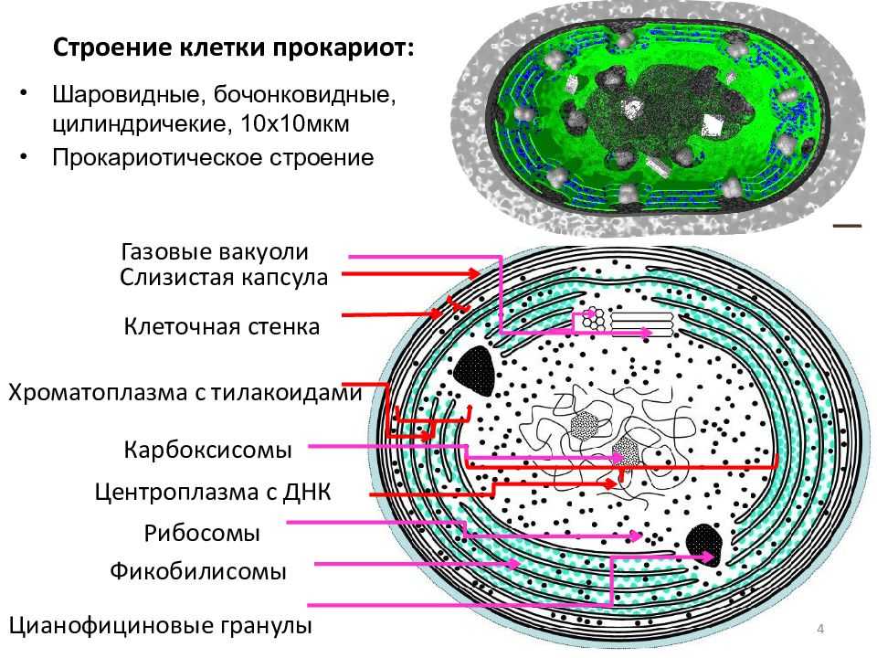 Пластиды прокариот. Схема строения клетки цианобактерии. Строение прокариотической клетки цианобактерии. Строение оболочки цианобактерии. Оболочки (клеточной стенки) цианобактерии Synechococcus;.