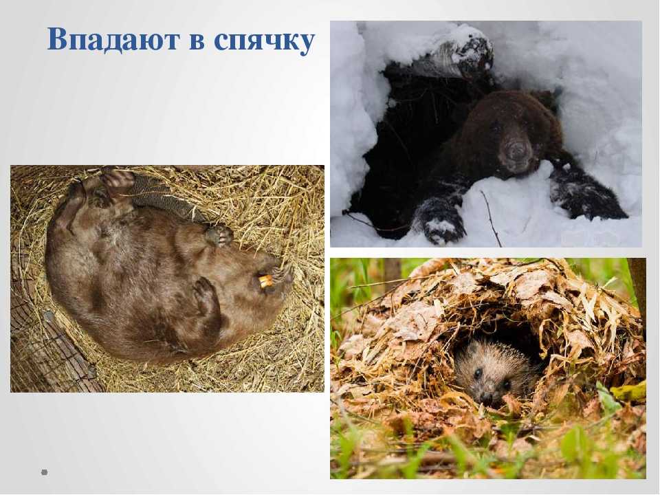 Зимняя спячка является явлением живой природы. Спячка животных. Животные впадающие в спячку. Зимняя спячка животных. Медведь впадает в спячку.