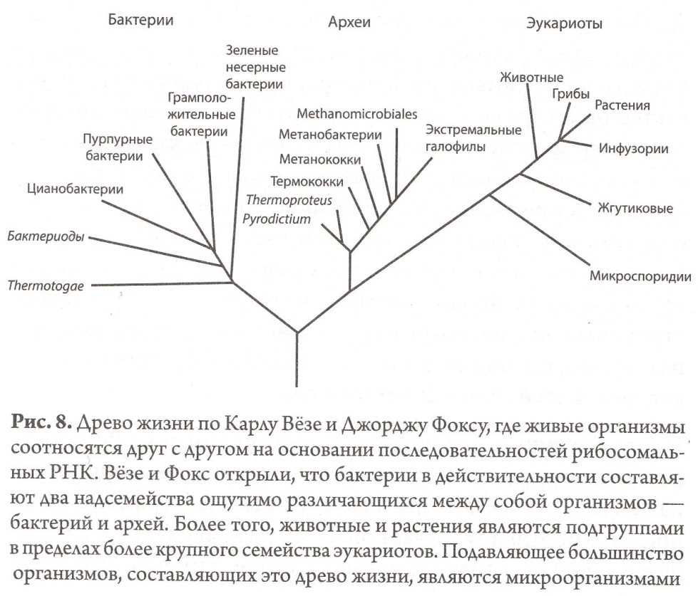 Филогенетическое дерево - phylogenetic tree - abcdef.wiki