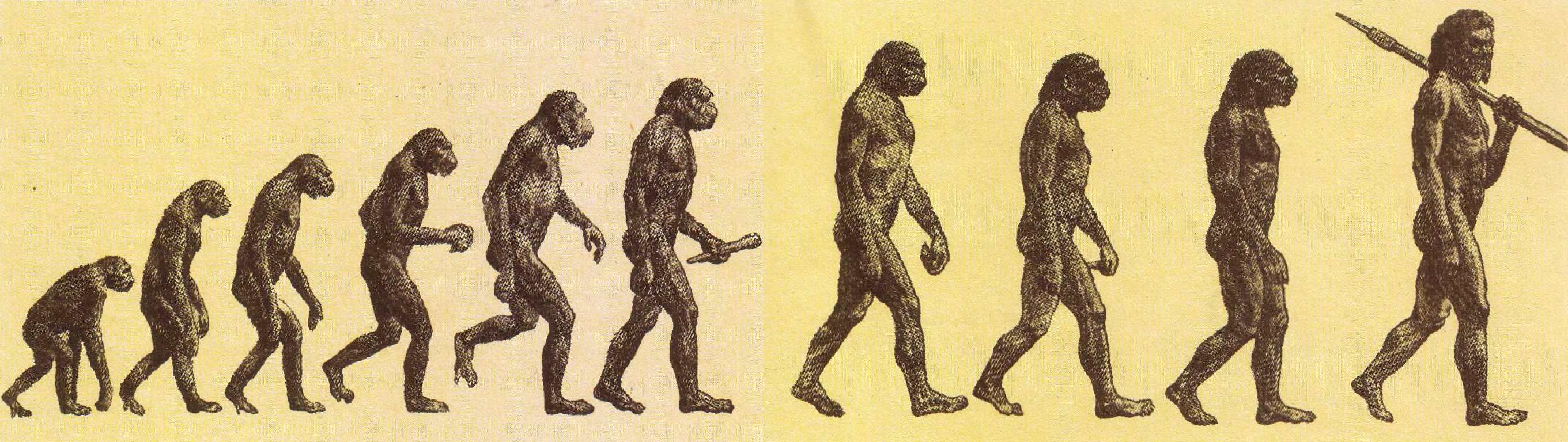 Как менялись древние люди. Теория эволюции Дарвина. Дарвин теория эволюции и происхождения человека. Теория Дарвина о происхождении человека.